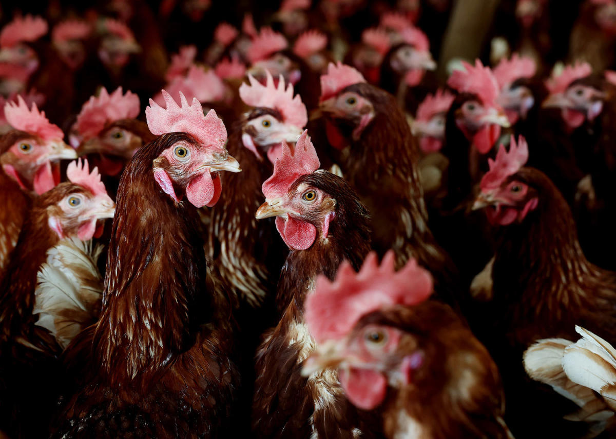 With eggs prices at record highs, why isn’t the U.S. using a bird flu vaccine in poultry?