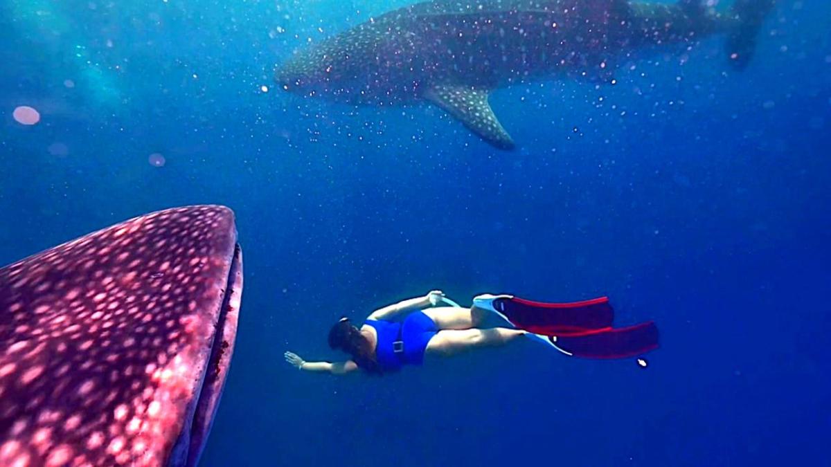 Woman dives with whale shark – then something ruins the moment