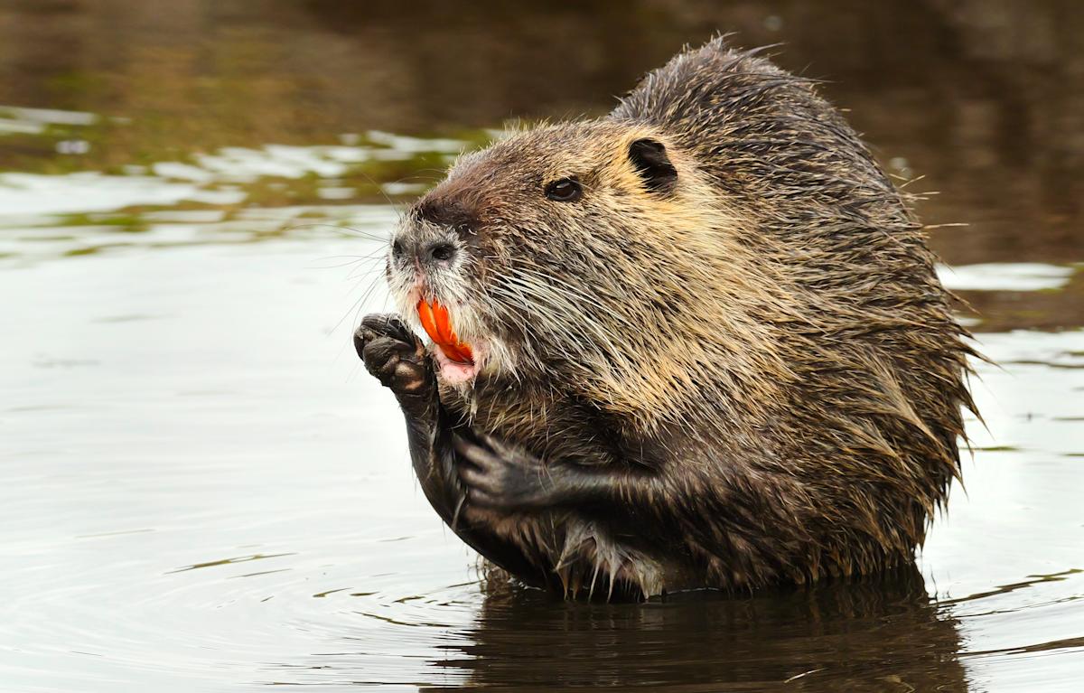 ‘Invasive and delicious’: The federal government is begging people to eat this massive, harmful rodent species